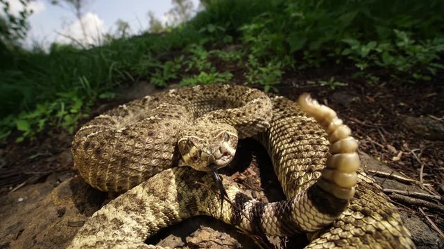 Rattle snake