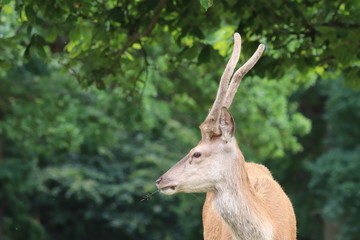 white deer stood under tree . Richmond Park.