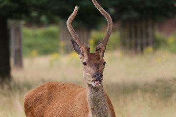 deer with tongue out. Richmond Park