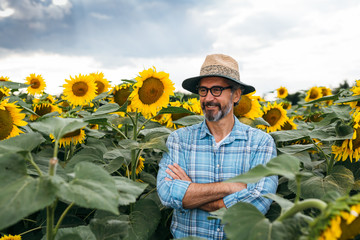 senior bearded man crossed arms standing in sunflower field