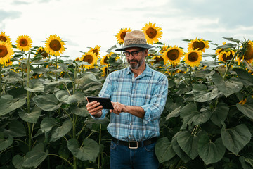 senior bearded man with hat in sunflower field using tablet