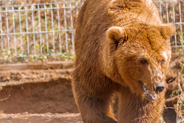 Obraz na płótnie Canvas brown bears enjoying their enclosure while they walk and rest