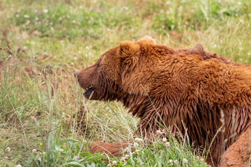brown bears enjoying their enclosure while they walk and rest