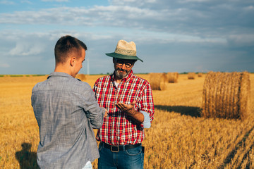 Naklejka na ściany i meble two agronomist workers on wheat filed talking