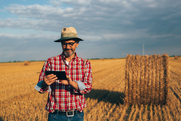 Naklejka na ściany i meble senior bearded man on wheat field using tablet