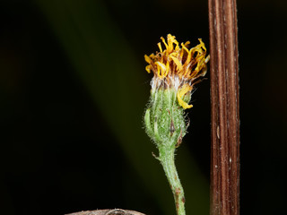bud of a flower