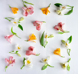 Pattern of natural flowers Alstroemeria background. Floral pattern. Pink flowers of Alstroemeria on a white background. Flat lay, top view.