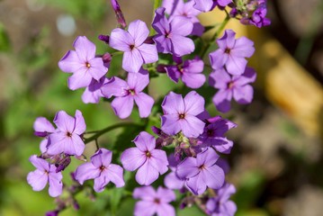 decorative small flowers four-leaf close-up 