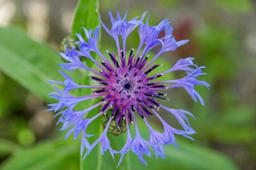 cornflower mountain long blue-purple close-up