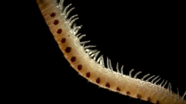 Diplopoda Millipede under a microscope, family Blaniulidae, squad Julida, has spots with poisonous glands on its sides in order to protect, coil in danger, some species are pests of crops, it does not
