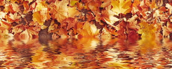 Autumn natural background. Red and yellow foliage of maple in the sunlight reflected in the water.