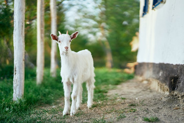 Fototapeta premium white goat on green grass