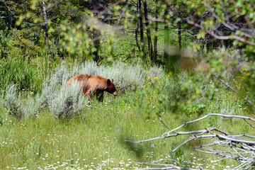 brown bear mother on meadow in Yellowstone National Park