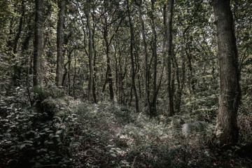 Woodland scene in cornwall england uk during summer 