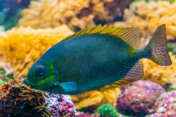 orange spotted rabbit fish in closeup, Colorful tropical aquarium pet, Exotic animal specie from...
