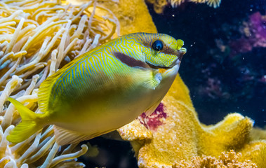 scribbled rabbitfish in closeup, barred spinefoot fish, tropical animal specie from the pacific...