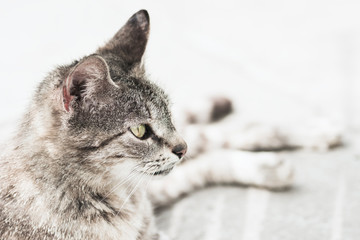 tabby cat animal portrait