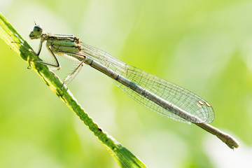 gragonfly damselfly insect