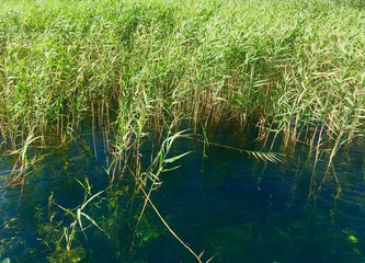 reeds in lake