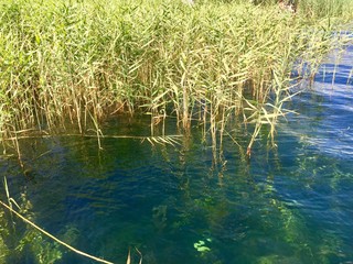 reeds in lake
