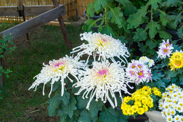 Exhibit of flowers of chrysanthemums in autumn, Japan