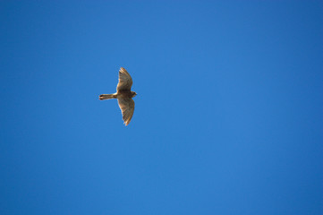A kestrel furrows the blue sky