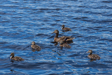 Wild duck with ducklings swims on the blue water of the lake on a summer day