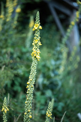 Medical plant. Verbascum, common name mullein.