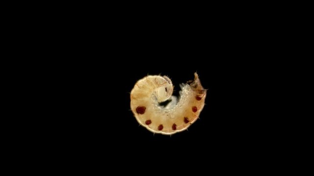 Diplopoda Millipede under a microscope, family Blaniulidae, squad Julida, has spots with poisonous glands on its sides in order to protect, coil in danger, some species are pests of crops, it does not