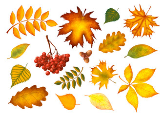 set of colorful autumn leaves