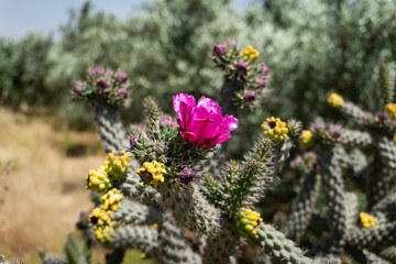Beautiful cactus in Northern Cyprus