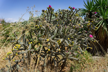 Beautiful cactus in Northern Cyprus