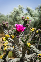 Beautiful cactus in Northern Cyprus