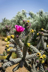 Beautiful cactus in Northern Cyprus