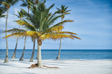 Plakat palm tree on the beach