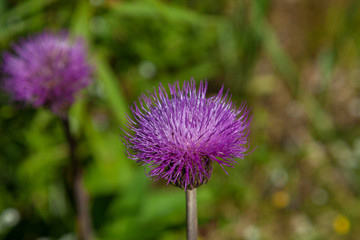 Thistle flower on natural background close up