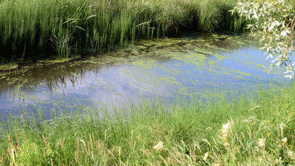 Fototapeta na wymiar Pollen on the water surface in small creek.