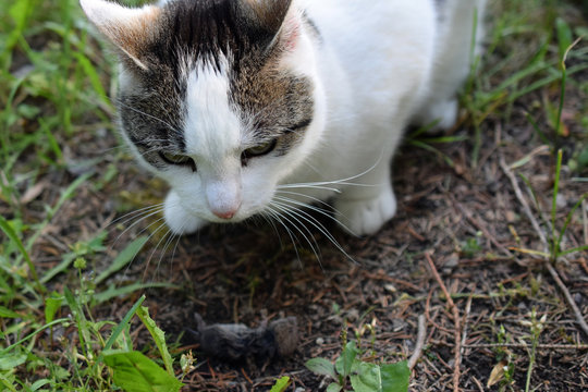 Cat caught the mouse in the garden.