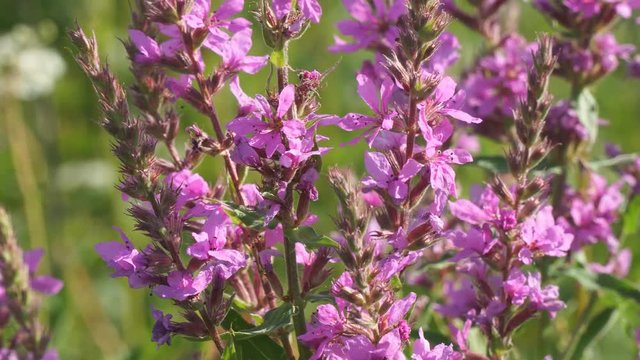 Pink meadow flower close-up. Lythrum salicaria, spiked loosestrife, purple loosestrife, or purple lythrum