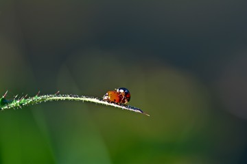Two ladybugs mating in nature with copy space