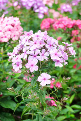 Flowerbed with colorful phlox in the summer in the park.