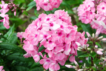 Pink phlox blooming on a bed in the summer in the park.