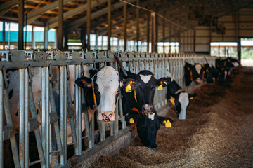 Holstein Frisian diary cows in free livestock stall