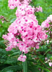 Pink phlox blooming on a bed in the summer in the park.