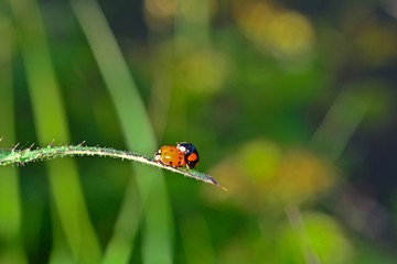 Two ladybugs mating in green nature with copy space
