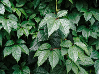 A wall of common ivy Hedera helix for background or texture, design, banner or layout in trendy film colors