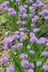 Kwitnący szczypiorek