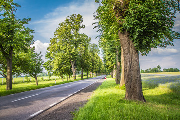Road among fields in the summer