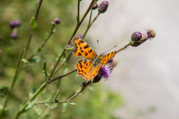The comma (Polygonia c-album) butterfly on thistle flowers