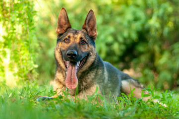 View on a german shepherd dog lying on the green grass